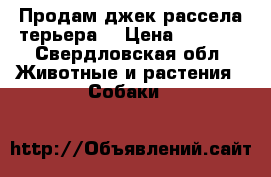 Продам джек-рассела терьера  › Цена ­ 5 000 - Свердловская обл. Животные и растения » Собаки   